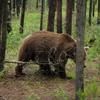 This is the closest I have ever been to a grizzly bear!  Glacier National Park, Montana