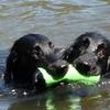 Mick and Kilo tandem retriever