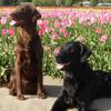 Mick and Patsy, tulip fields in Woodland, WA May 2008