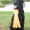 Mick's first Junior Hunter Leg, California