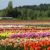 Tulip fields, Woodland, Washington