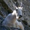 Momma Mountain Goat, Glacier National Park, Montana