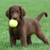 Rio Bradshaw shows off his future retrieving talent!