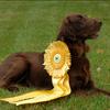 Snicker gets a JAM at the 2007 National Specialty!