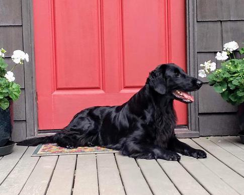 flat coated retriever puppies near me